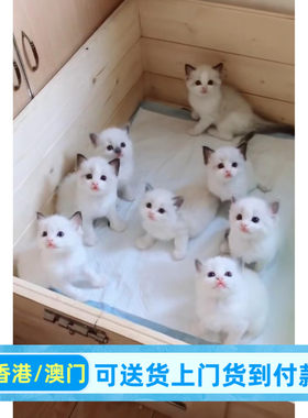 南京本地猫舍出售布偶猫幼猫海双蓝双重点色手套布偶猫咪活体猫咪
