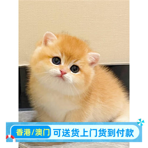 金渐层猫蓝金渐层熊版宠物猫幼猫血统ny12短毛曼基康矮脚猫猫舍