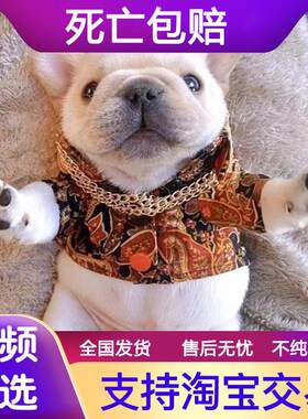 法斗幼犬香港法国斗牛犬活体奶白色黑色法斗小体型蓝色法牛宠物狗