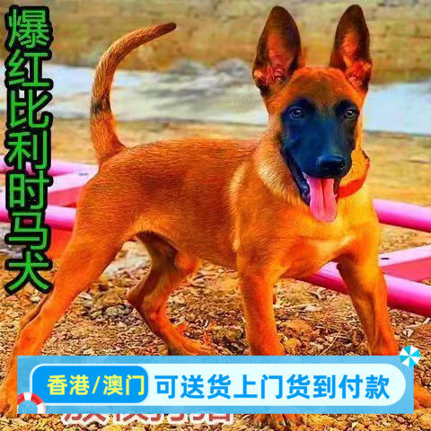 马犬活体幼犬黑马军犬警犬大型犬德牧牧羊犬家庭爆红马犬混血犬
