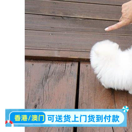 佛山犬舍出售香港博美幼犬活体小型犬茶杯犬俊介犬袖珍黄博美狗狗