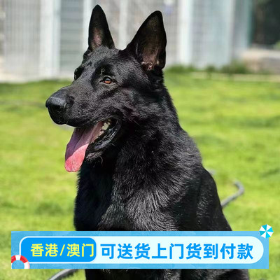 东德牧羊犬香港幼犬纯黑色犬狼灰色活体德牧狼狗马犬中亚牧羊犬