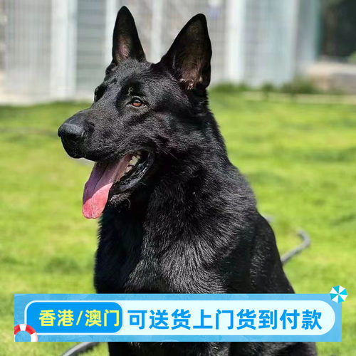 东德牧羊犬香港幼犬纯黑色犬狼灰色活体德牧狼狗马犬中亚牧羊犬
