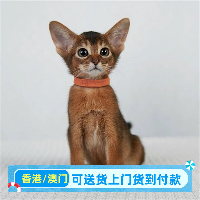 阿比西尼亚猫幼猫活体红