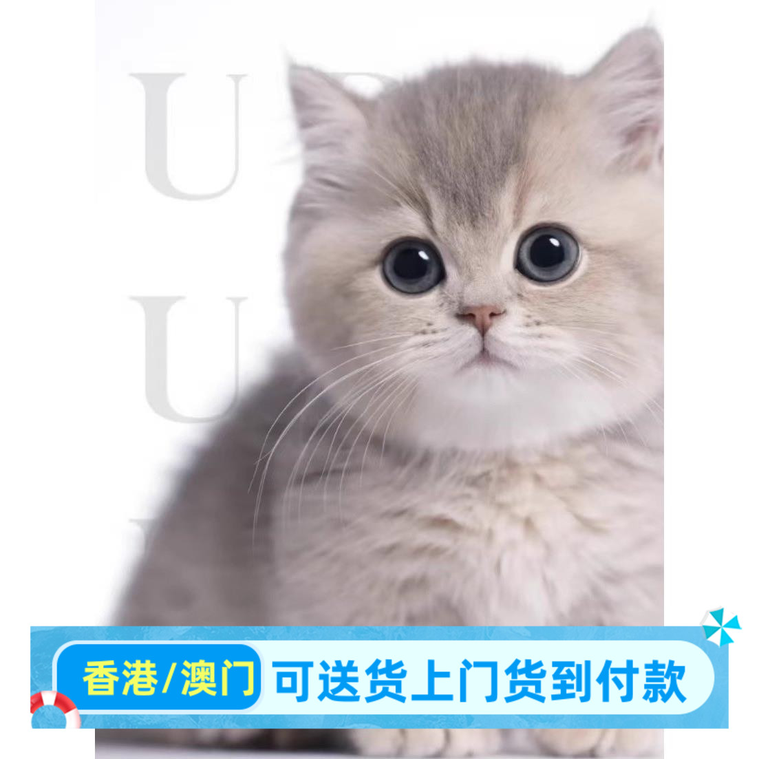 广东/实体门店/曼基康矮脚猫香猫咪