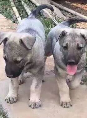 狼青香港幼犬活体狼犬狼狗巨型小狗看家狗活物真狗正宗狗崽大型犬
