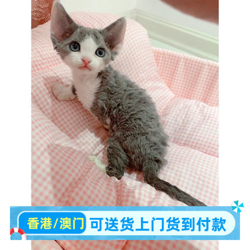 蓝白开脸德文卷毛猫幼猫香港长毛血宠物猫咪活体上海买猫同城猫咪