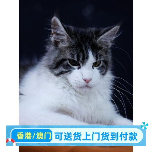 扬州/繁育直售/缅因棕虎斑加白弟弟俄罗斯大型缅因猫幼猫小猫幼崽