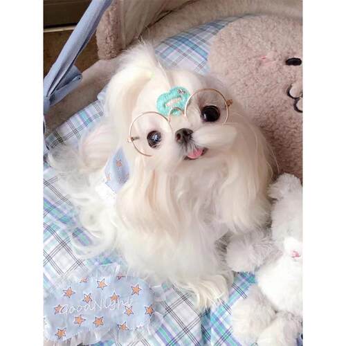 贵阳本地犬舍出售香港马尔济斯犬幼犬双血统韩版小体马尔济斯狗狗