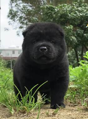 香港广西虎头犬五黑犬土猎犬赶山犬看家护院犬小黑狗土狗田园犬