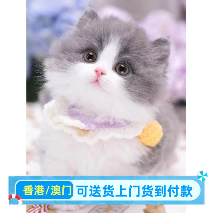 珠海/实体门店/纯白拿破仑蓝白猫咪