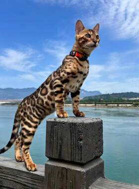 包头/繁育直售/萨凡纳猫舍香港孟加拉豹猫幼猫活体金豹银豹幼猫孟