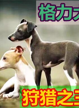 格力犬幼犬活体灵缇犬活体惠比特幼犬猎兔犬活体细狗幼犬混血犬
