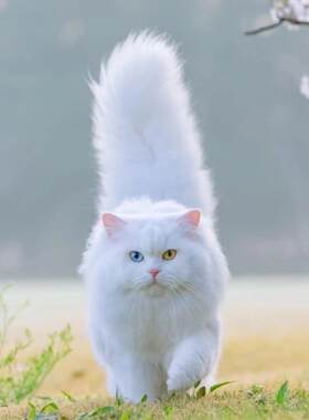 深圳/繁育直售/全国发货香港赛级缅因猫幼猫挪威森林猫长毛活体巨