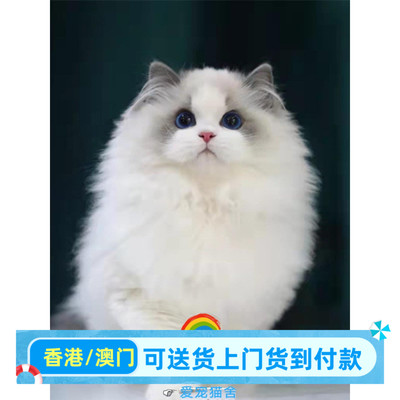 布偶猫香港双血统海双蓝双海山双蓝山双山猫活体长毛蓝眼宠物幼猫