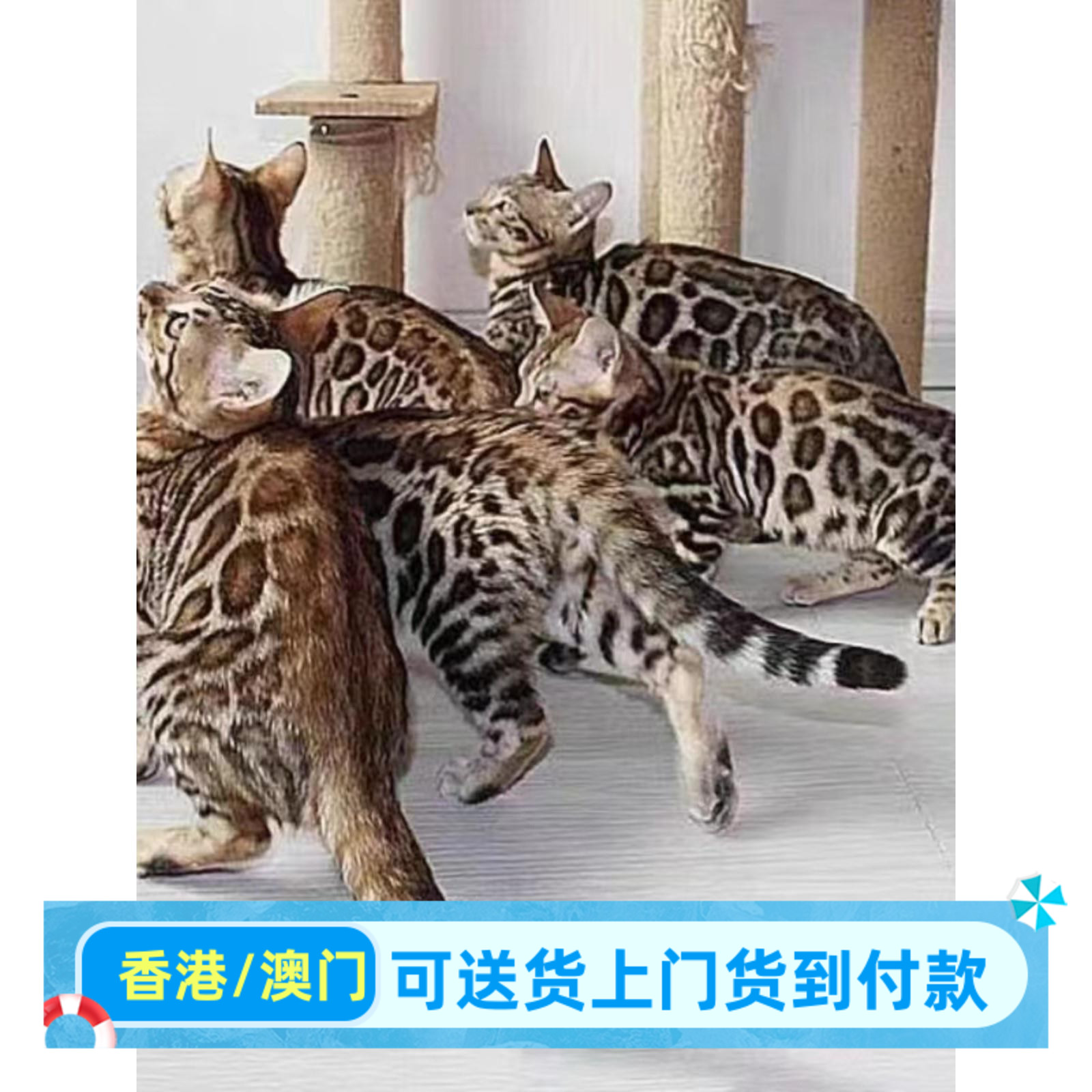 广东/直售/豹猫孟加拉香港豹猫猫咪