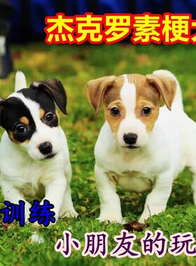 杰克罗素梗犬幼犬活体小型狩猎犬猎狗猎狐犬家养宠物混血犬狗狗