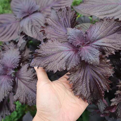 紫苏新鲜食用香料鱼虾蟹牛蛙等去腥提鲜食材农家种植现摘现发包邮