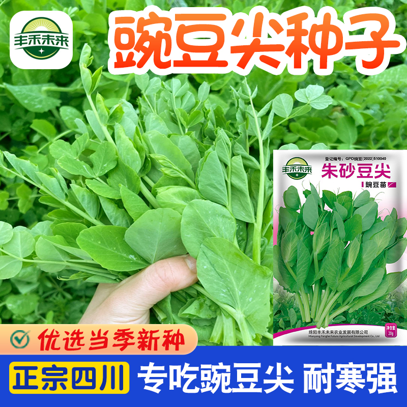 易种豌豆尖豌豆苗种籽豌豆种子孑