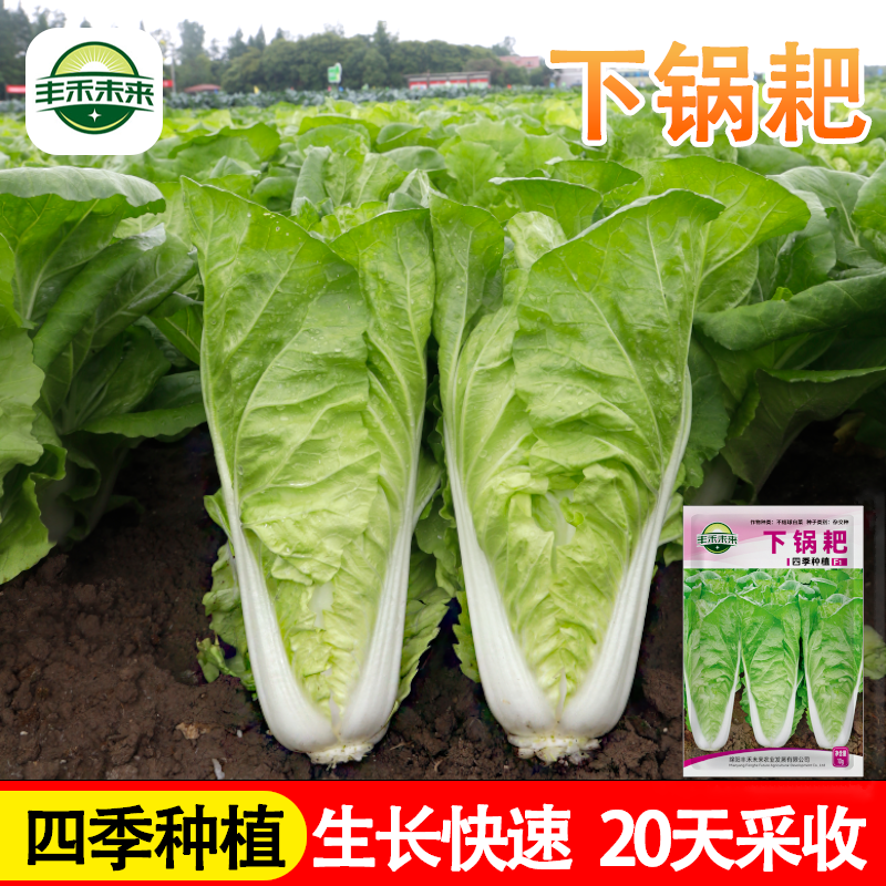 下锅耙四季奶油快菜种子速生快菜小白菜青菜种籽耐寒蔬菜种子大全