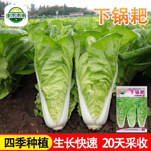 四季奶油快菜种子黄心白菜种子籽