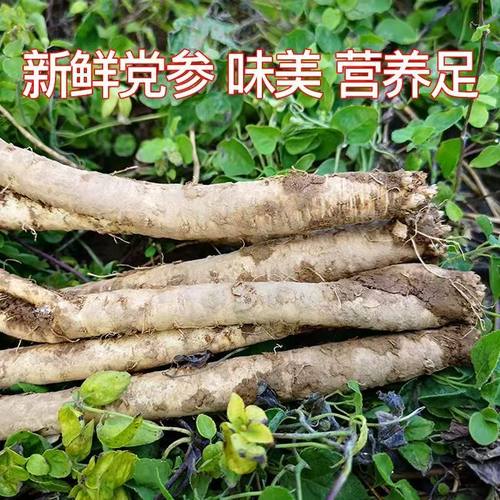 新鲜党参鲜嫩多汁营养丰富中药材原生态食材