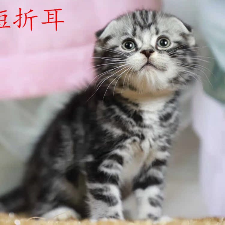 美短猫虎斑猫加白起司猫幼猫虎纹折耳猫纯种加菲美国短毛猫咪活物
