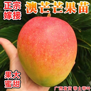 澳芒果树苗嫁接特大澳芒果苗蜜甜矮化结果南北方阳台庭院盆栽地栽