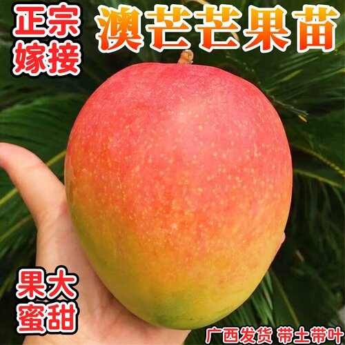 澳洲芒果苗嫁接当年结果特大香甜