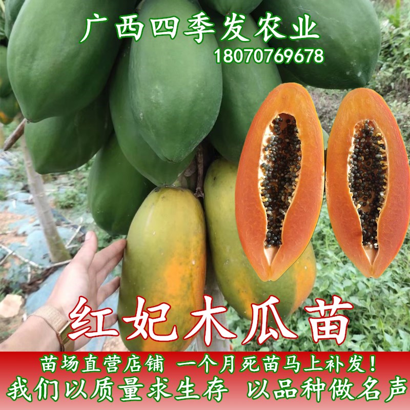 红妃木瓜苗红肉水果木瓜苗木瓜树苗当年结果四季盆栽地栽南方种植