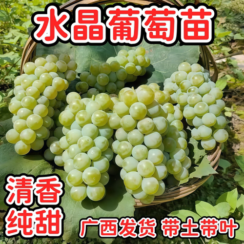 水晶葡萄苗常绿爬藤当年结果四季