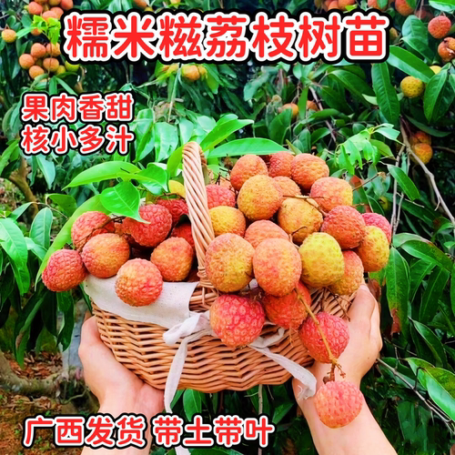 糯米糍荔枝树苗大果香甜多汁核小