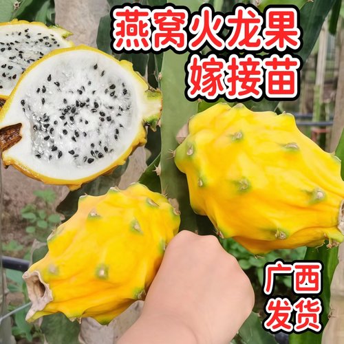 四季火龙果树苗燕窝火龙果嫁接苗