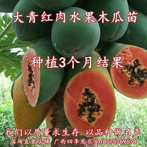 木瓜树盆栽质量怎么样 木瓜树盆栽口碑怎么样 小麦优选