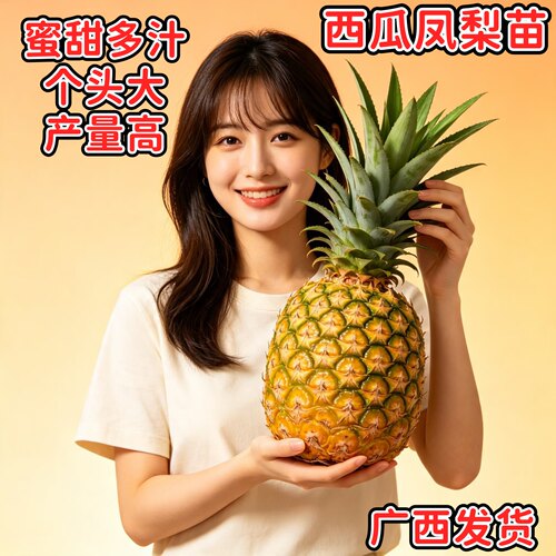 广西西瓜凤梨苗纯甜多汁四季高产