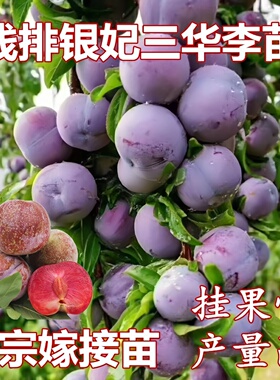 钱排银妃三华李子树苗特大多汁红色三华李苗当年结果南方盆栽地栽