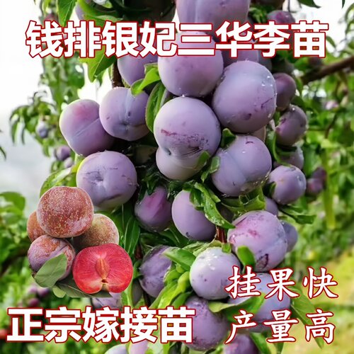 特大红色南方盆栽地栽李子树苗