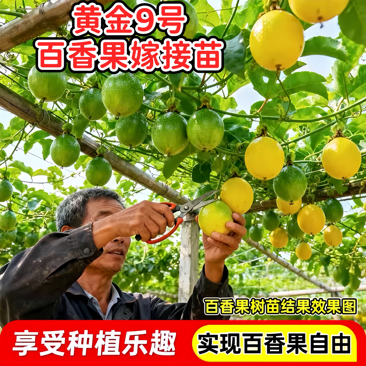 纯甜黄金百香果嫁接苗四季结果图片