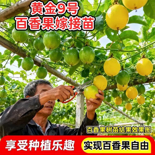 纯甜黄金百香果嫁接苗四季结果