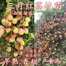 三月红荔枝苗早熟品种正宗嫁接苗南方阳台庭院盆栽地栽种植果树苗