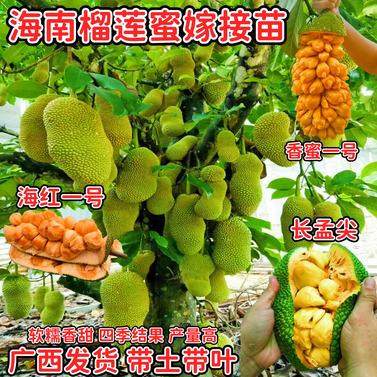 榴莲蜜苗树嫁接四季结果榴莲蜜苗海南榴莲蜜果树苗庭院阳台盆栽苗