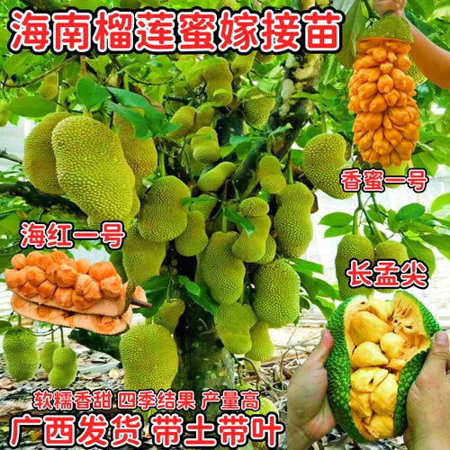 红肉榴莲蜜嫁接树苗盆栽四季结果