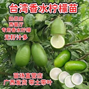 香水柠檬树苗台湾四季香水柠檬苗无籽无核四季当年结果南北方种植