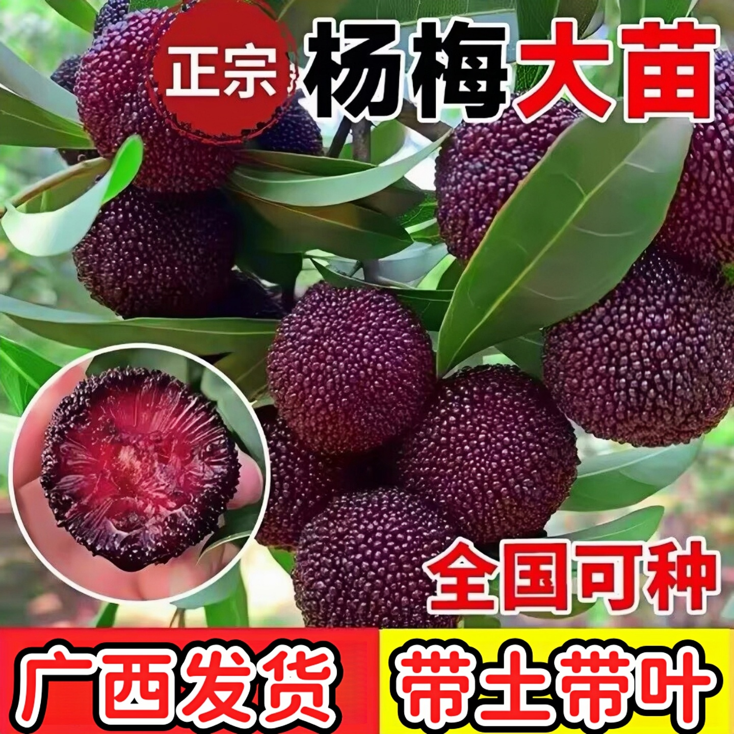 正宗东魁杨梅树嫁接苗纯甜大果杨梅树苗南北方盆栽地栽四季种植