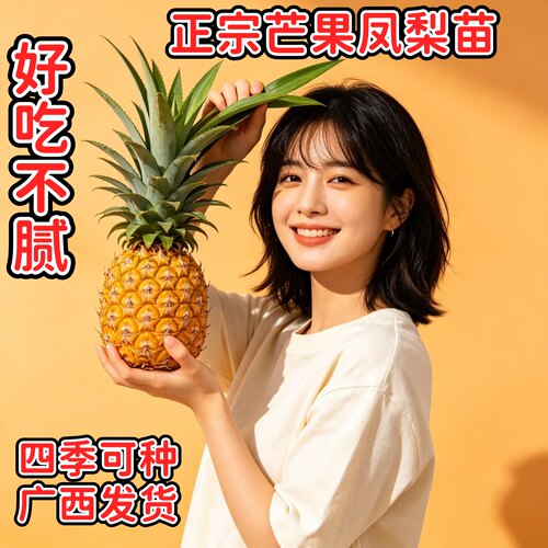 正宗四季蜜凤梨苗甜多汁盆栽地栽
