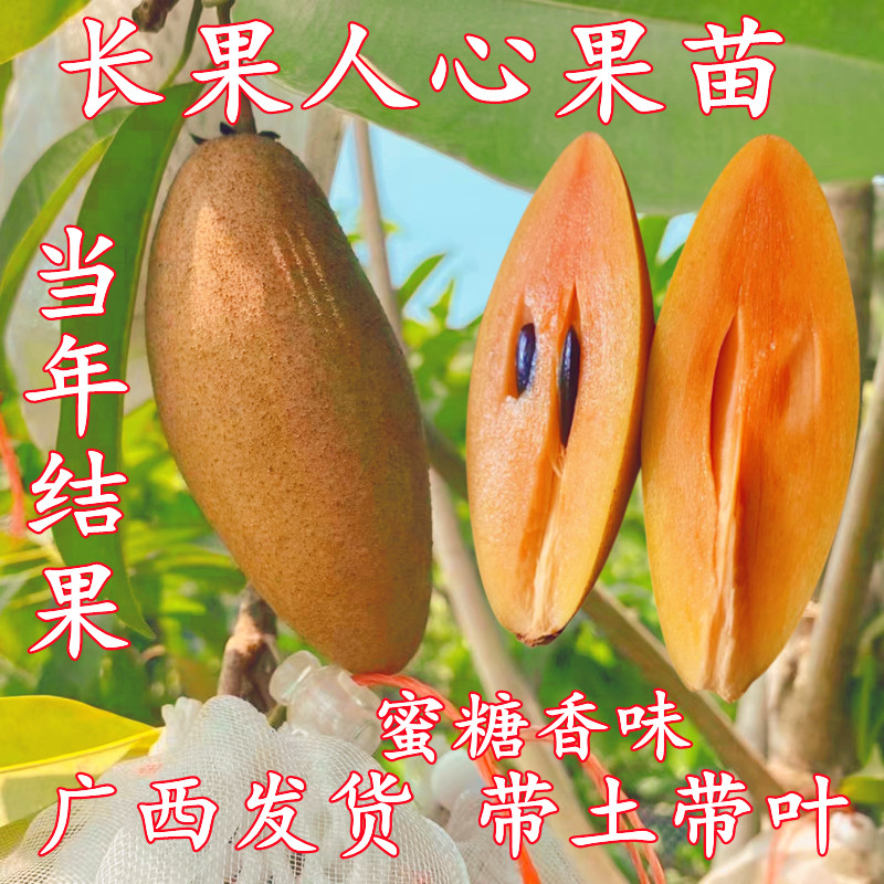 大果人心果树苗软枝长果人心果苗红色果肉四季结果南北方盆栽地栽