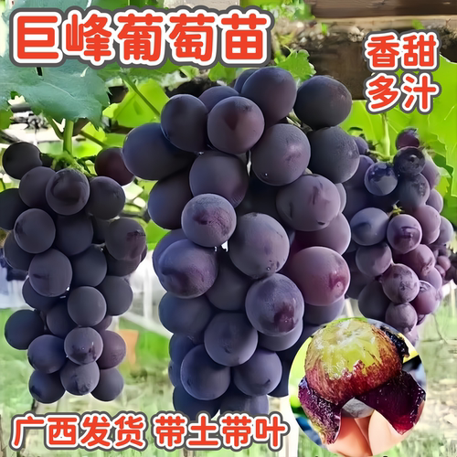 巨峰葡萄苗当年结果大果香甜爬藤