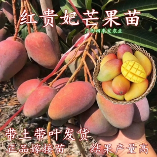 红贵妃芒果苗嫁接贵妃芒果树苗小核品种带土南方庭院盆栽当年结果
