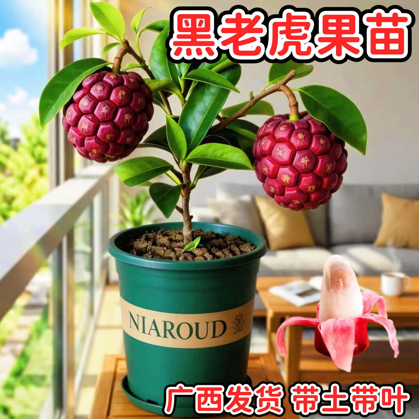 黑老虎果树苗布福娜奇异水果甜蜜蜜南方爬藤果苗盆栽地栽当年结果