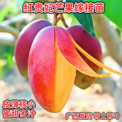 红贵妃芒果苗核小多汁带土带叶发